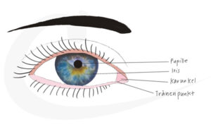 Augenskizze